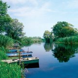 Очерет очищає воду, що тече з річок в озеро