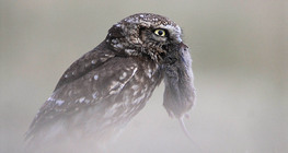 Сич хатній впіймав полівку