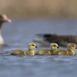 Greylag goose chicks