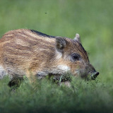 Дике порося