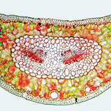 Поперечний розріз соснового листка, пофарбований конго червоним барвником і хрізоїдіном (целюлоза-червона, лігнін-жовтий)