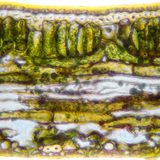 Розріз пластинки листка