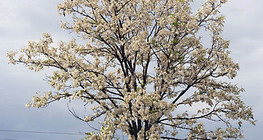 Робінія цвіте