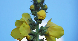 Дивина чорна