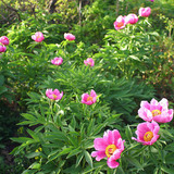 Квіти шипшини звичайної, або собачої