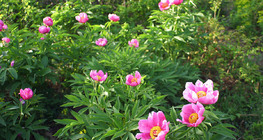 Квіти шипшини звичайної, або собачої