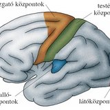 Az agykéreg központjai
