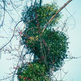 Омела біла
