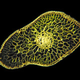 Поперечний розріз хвої голубої ялини