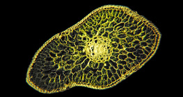 Поперечний розріз хвої голубої ялини