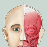 М'язи обличчя (або мімічні м'язи)