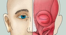 М'язи обличчя (або мімічні м'язи)