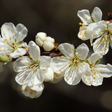 Cherry flowers