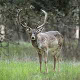 Олень або Олень європейський