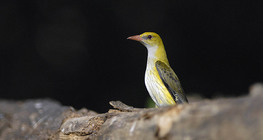 Вивільга або іволга (самка)