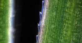 Край травинки