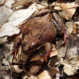 Жаба прудка