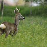 Самець козулі