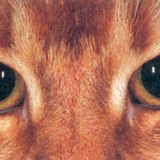 Котяче око в темряві