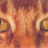 Котяче око в денний час