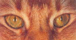 Котяче око в денний час