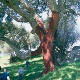 Коркове дерево