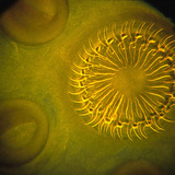 Стрічковий черв з короною гачків і присосками на голові