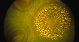 Стрічковий черв з короною гачків і присосками на голові