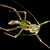 Скинутий хітин екзоскелету попелиці