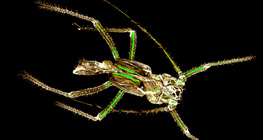 Скинутий хітин екзоскелету попелиці