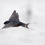 Ластівка сільська