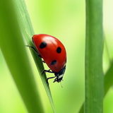 Сонечко семикрапкове