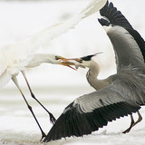 Боротьба за улов