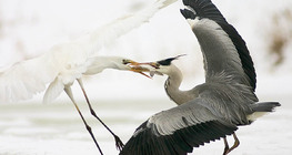 Боротьба за улов