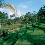 Rice terrace