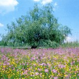 Квіткове різнобарв'я на вологому лузі