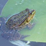 Їстівна або зелена водна жаба