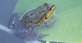 Їстівна або зелена водна жаба