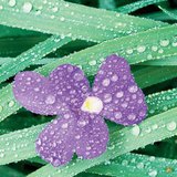 Мороз, роса, туман