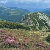 Альпійський луг в Карпатах