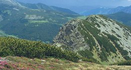 Альпійський луг в Карпатах