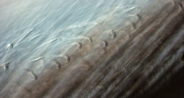 Тонка структура пера птиці з взаємопов'язаними гачечками