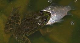 Жаба їсть рибу