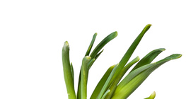 Фіолетова цибуля