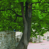 Переплетення дерев