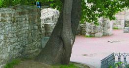 Переплетення дерев