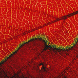 Листок (макрозображення)