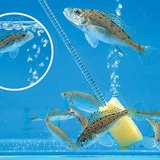 Аерація води в акваріумі