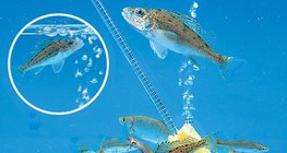 Аерація води в акваріумі