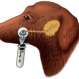 Вимірювання швидкості секреції слини собаки